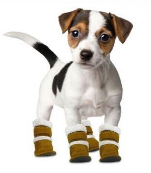 Обувь для собак – забота о вашем питомце!